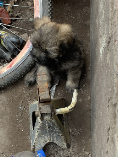 Shihtzu Poodle For Sale 