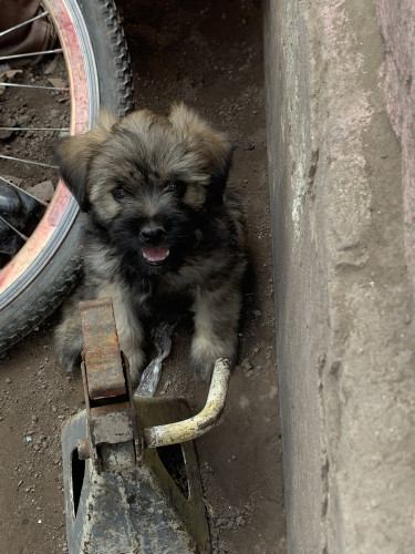Shihtzu Poodle For Sale  Dogs Halfway Tree