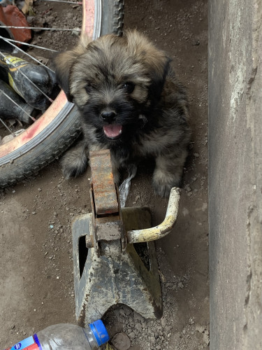 Shihtzu Poodle For Sale 