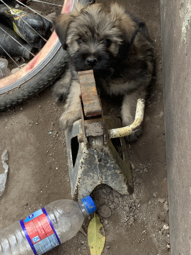 Shihtzu Poodle For Sale 