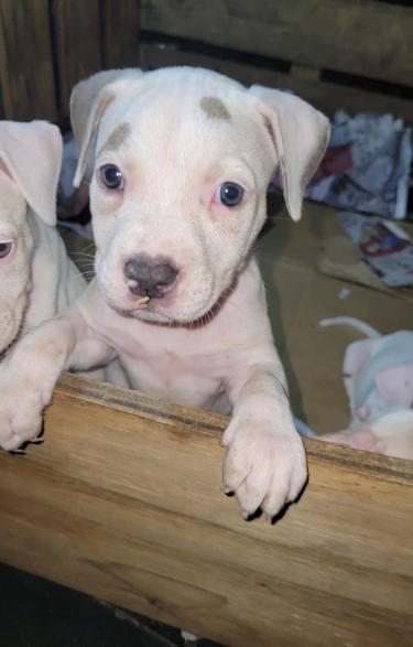 PITBULL PUPS FOR SALE 35K 8762921460