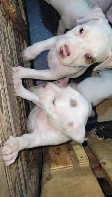 PITBULL PUPS FOR SALE 8762921460 Dogs Kingston