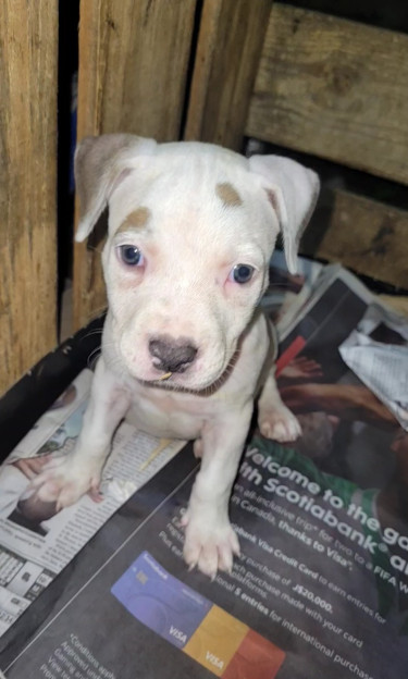 PITBULL PUPS FOR SALE 8762921460