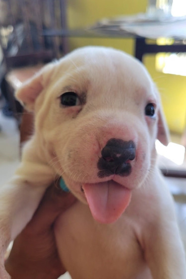 PITBULL PUPS FOR SALE 8762921460