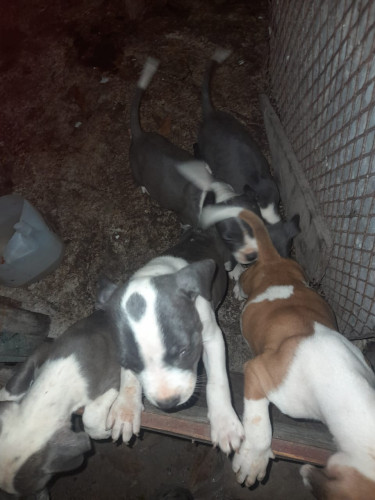Bully Dogs Halfway Treee