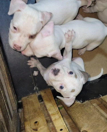 PITBULL PUPS FOR SALE 35K 8762921460 Dogs Kingston