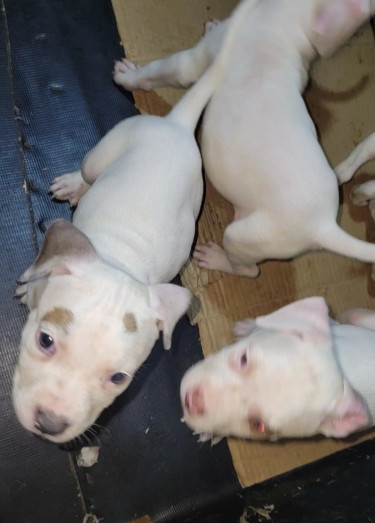 PITBULL PUPS FOR SALE 35K. CONTACT 8762921460