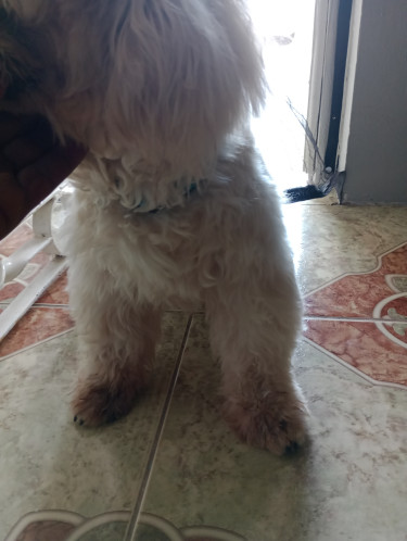 Stud Services Available (ShitzuxPoodle)