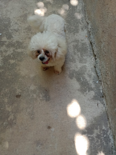 Stud Services Available (ShitzuxPoodle) Dogs Old Harbour 