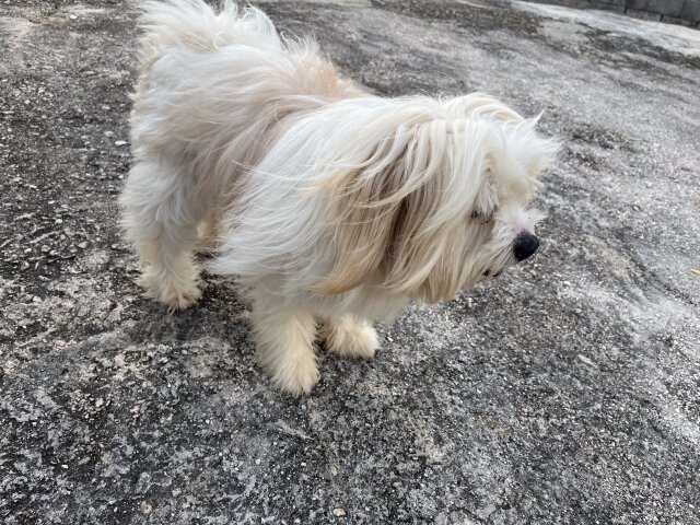 2 Years Old Shih Tzu/Pom Mix Stud Service Dogs Mandeville