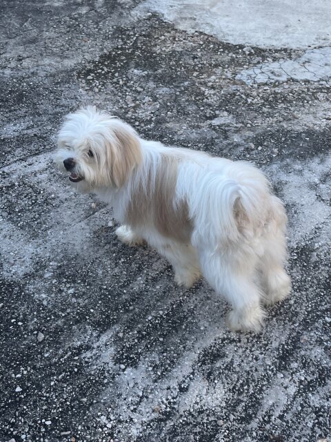 2 Years Old Shih Tzu/Pom Mix Stud Service