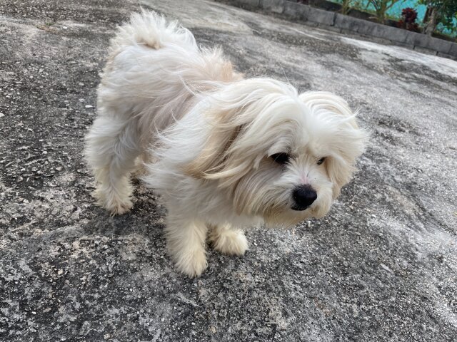 2 Years Old Shih Tzu/Pom Mix Stud Service