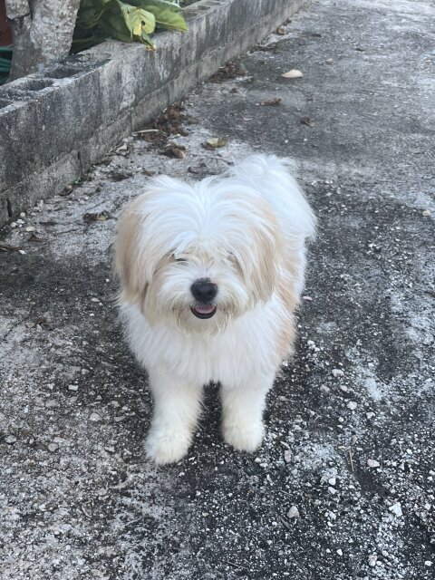 2 Years Old Shih Tzu/Pom Mix Stud Service