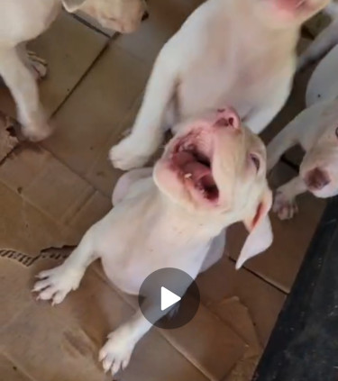 PITBULL PUPS FOR SALE 35K 8762921460