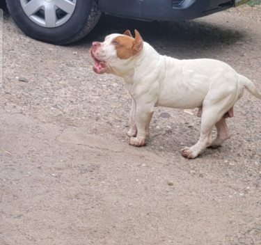 PITBULL PUPS FOR SALE 35K 8762921460