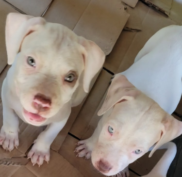 PITBULL PUPS FOR SALE 35K 8762921460 Dogs Kingston
