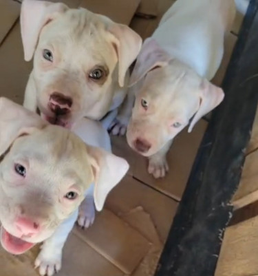 PITBULL PUPS FOR SALE 35K 8762921460
