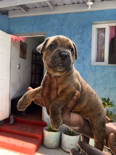 Merle XL Pitbull Exptic Pups