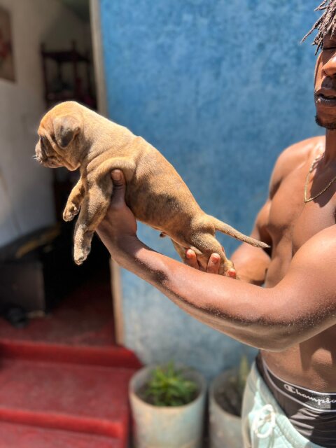 Merle XL Pitbull Exptic Pups