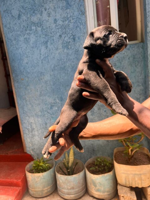 Merle XL Pitbull Exptic Pups