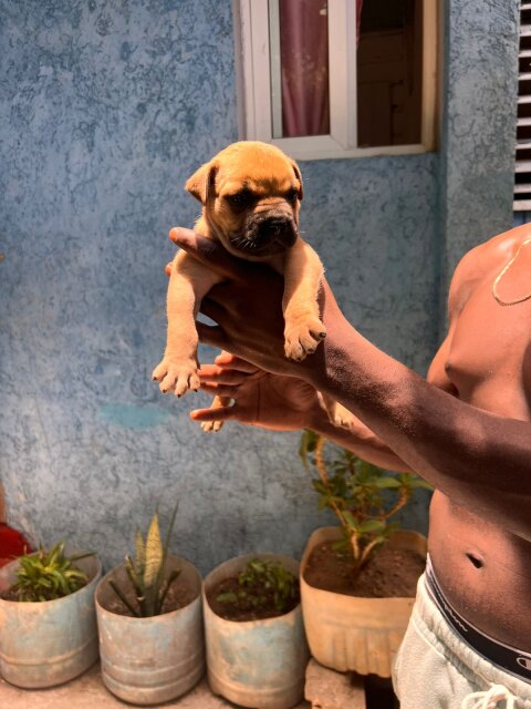 Merle XL Pitbull Exptic Pups