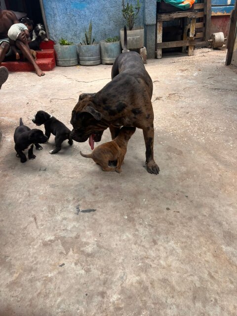 Merle XL Pitbull Exptic Pups