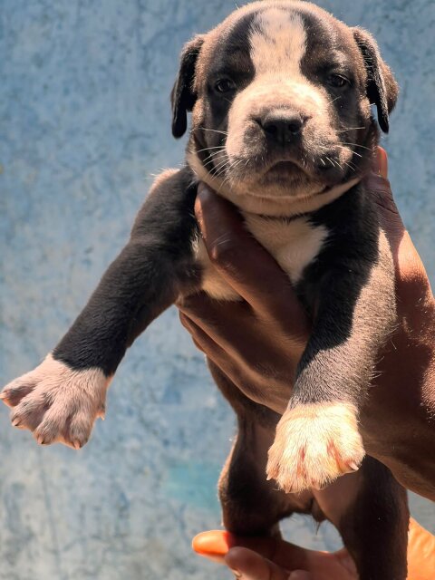 Merle XL Pitbull Exptic Pups Dogs Anywhere