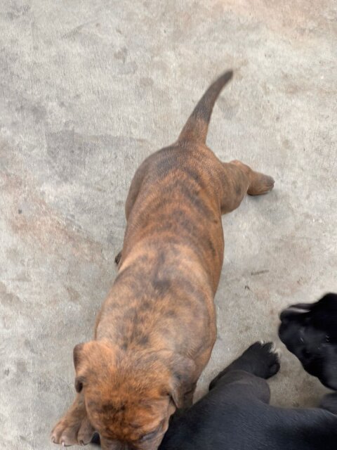 Merle XL Pitbull Exptic Pups