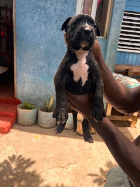 Merle XL Pitbull Exptic Pups