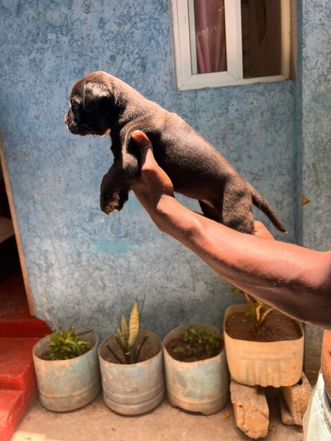 Merle XL Pitbull Exptic Pups