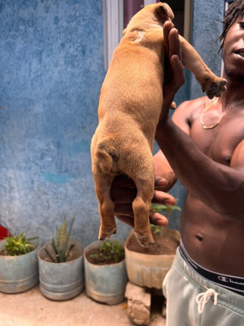 Merle XL Pitbull Exptic Pups