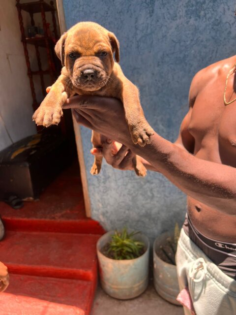 Merle XL Pitbull Exptic Pups
