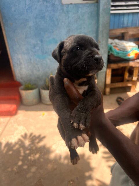 Merle XL Pitbull Exptic Pups