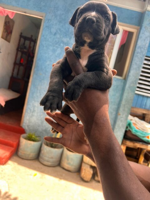 Merle XL Pitbull Exptic Pups