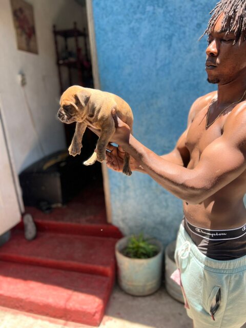Merle XL Pitbull Exptic Pups