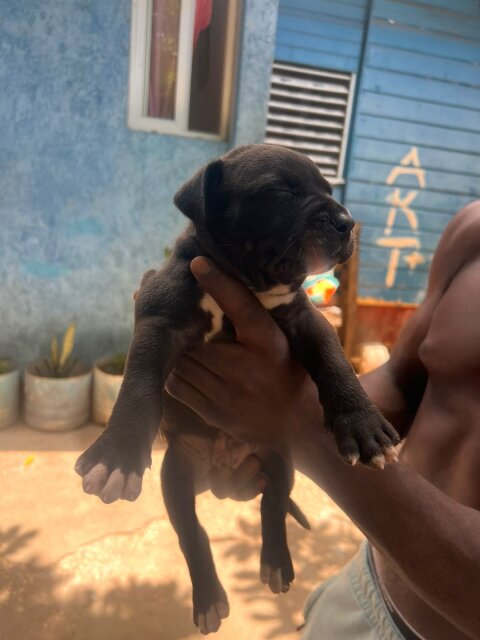 Merle XL Pitbull Exptic Pups