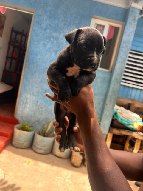 Merle XL Pitbull Exptic Pups