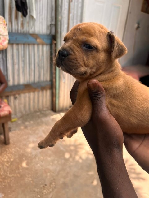 Merle XL Pitbull Exptic Pups