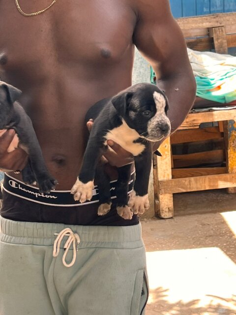 Merle XL Pitbull Exptic Pups