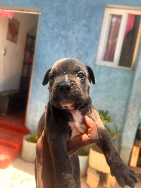 Merle XL Pitbull Exptic Pups
