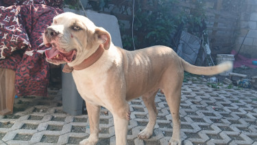 Male Pitbull For Mating 