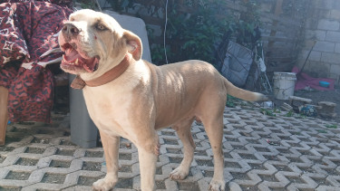 Male Pitbull For Mating  Dogs Portmore/Spanish Town/Kingston 