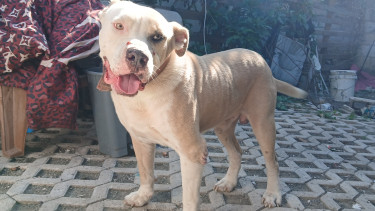 Male Pitbull For Mating 