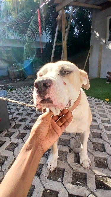 Male Pitbull For Mating 