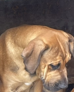 Six Months Old Massive Puppy Fully Vaccine Dogs Montego Bay