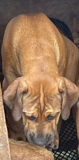 Six Months Old Massive Puppy Fully Vaccine