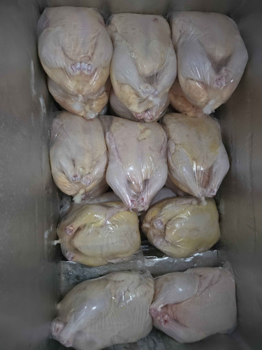 Broiler Chickens Livestock Jamiuca