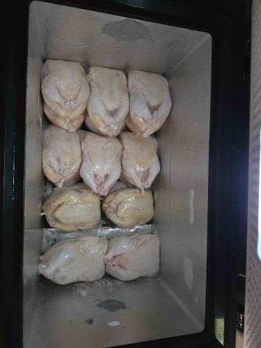 Broiler Chickens