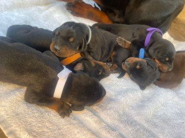Purebred Doberman Puppies For Sale Dogs Kingston