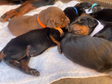 Purebred Doberman Puppies For Sale